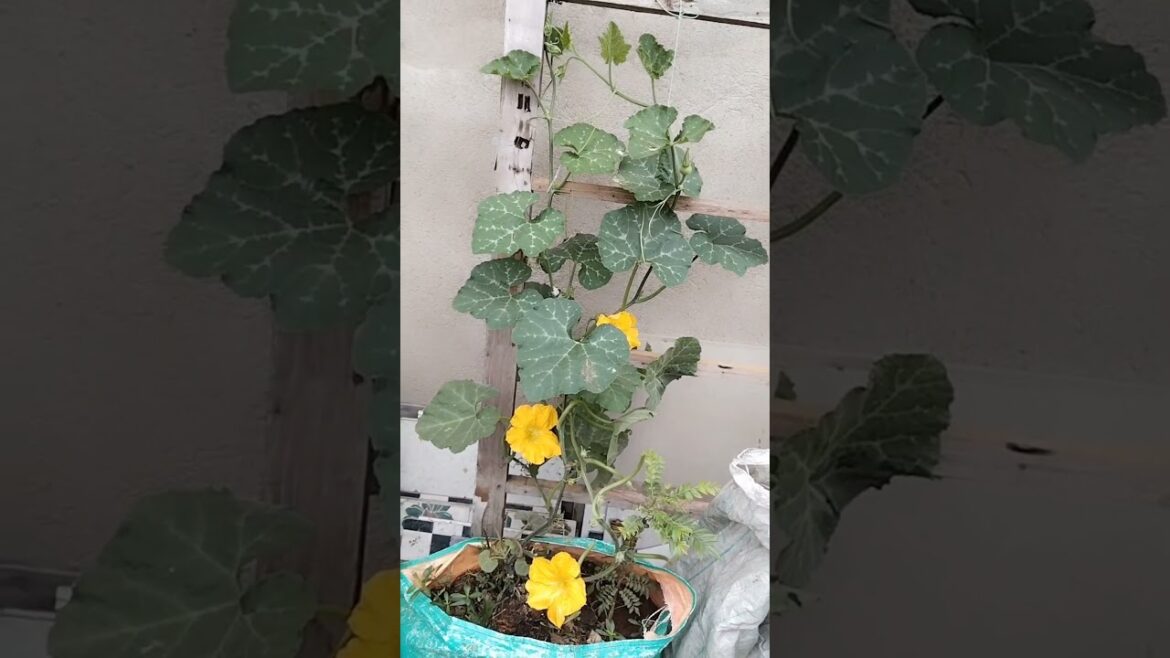 নতুন বছরের প্রথম কুমড়ো গাছ।। #trends #harvest#gardening