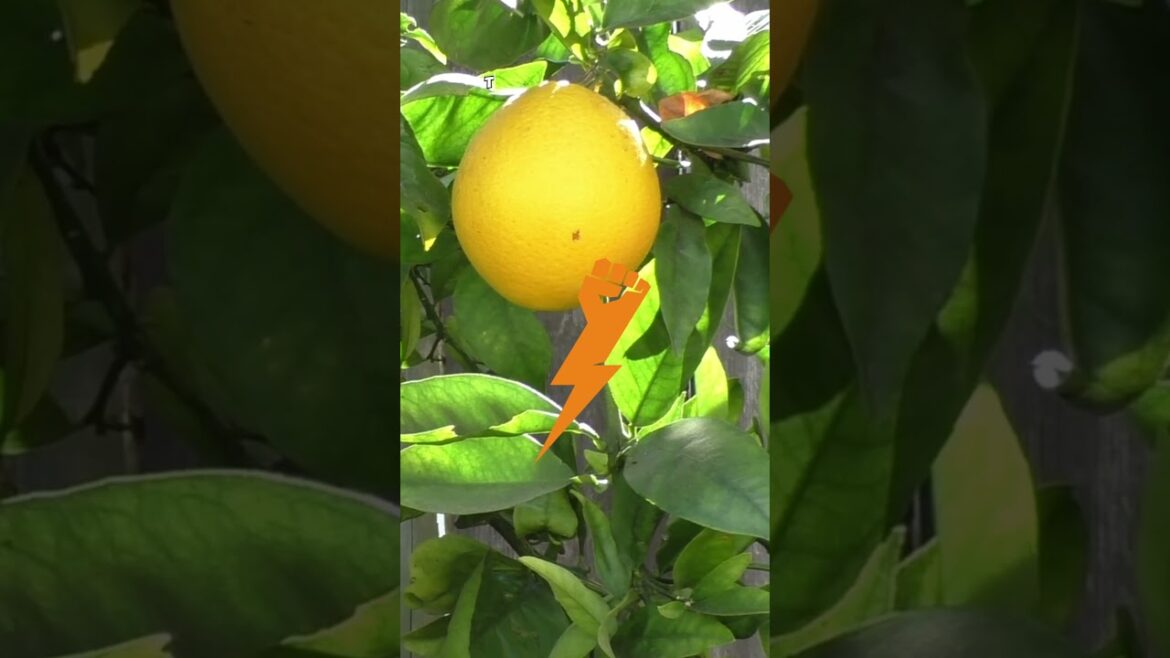 Grow & Harvest Washington Navel Oranges at Home – Easy Tips for Juicy Citrus! 🍊