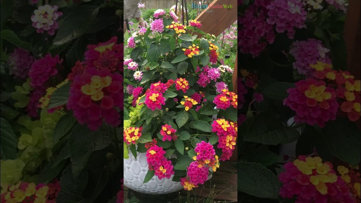 Best Flowers for Full Sun  Heat Tolerant Flowers for Containers #heattolerantplant