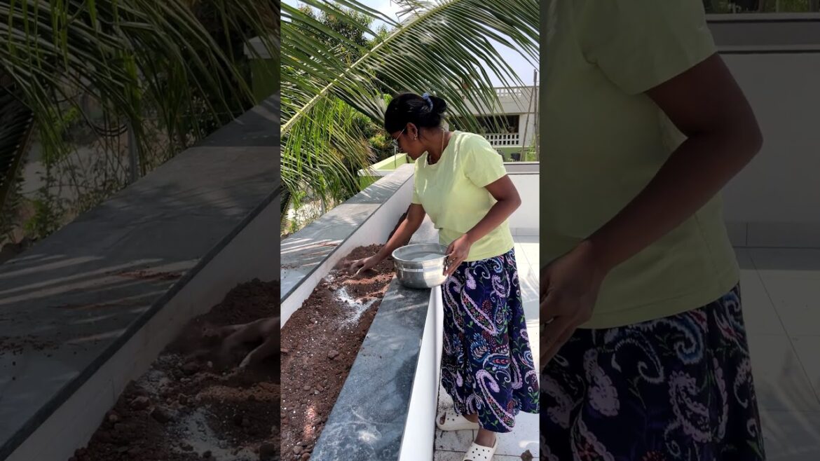 First-Floor Garden Soil filling 🌱🏡 First-Floor Garden Soil filling 🌱🏡