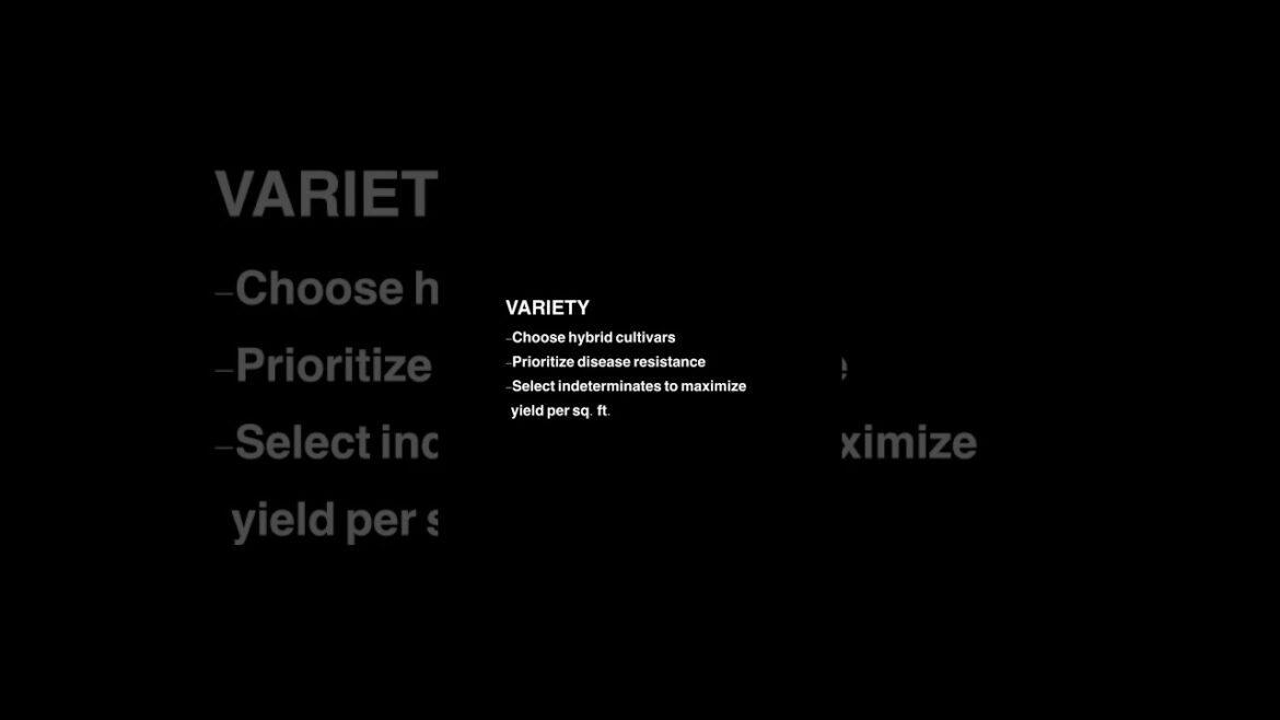 4 Key Pillars for Huge Tomato harvests 🍅 🧺 #growingtomatoes #garden #gardentips