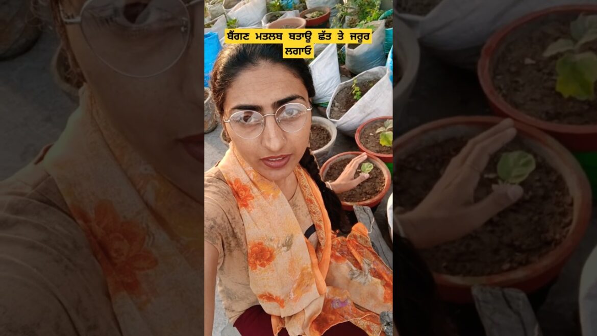 ਬੈਂਗਣ ਮਤਲਬ ਬਤਾਊ ਛੱਤ ਤੇ ਜਰੂਰ ਲਗਾਓ #brinjal #began #vegetables #garden #shorts @OrganicGardening1918