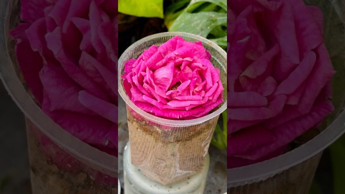 Propagation Of Rose Flower || #plants #propagation #flowers #garden #shortsfeed Propagation Of Rose Flower || #plants #propagation #flowers #garden #shortsfeed