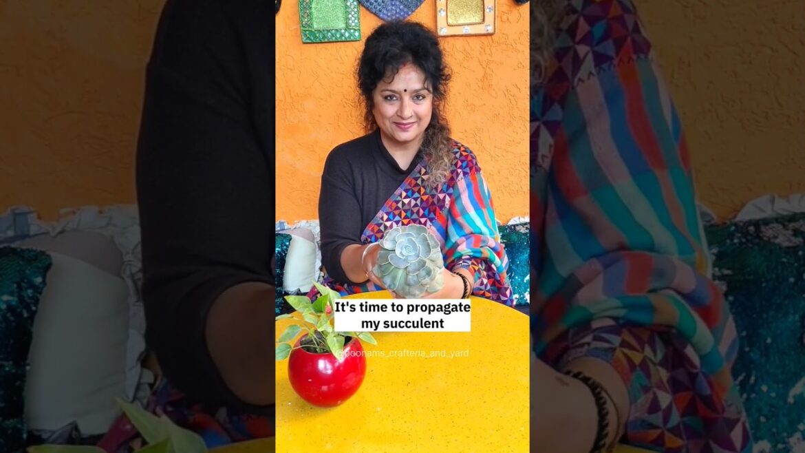 Garden decoration ideas | Succulent Propagation #garden #gardening #gardentips #succulents