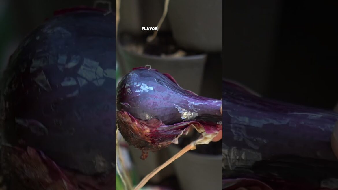 California Gardening: Fresh vs. Cured Onions – What’s the Difference & Why It Matters! 🧅 Fresh vs. Cured Onions – What’s the Difference & Why It Matters! 🧅