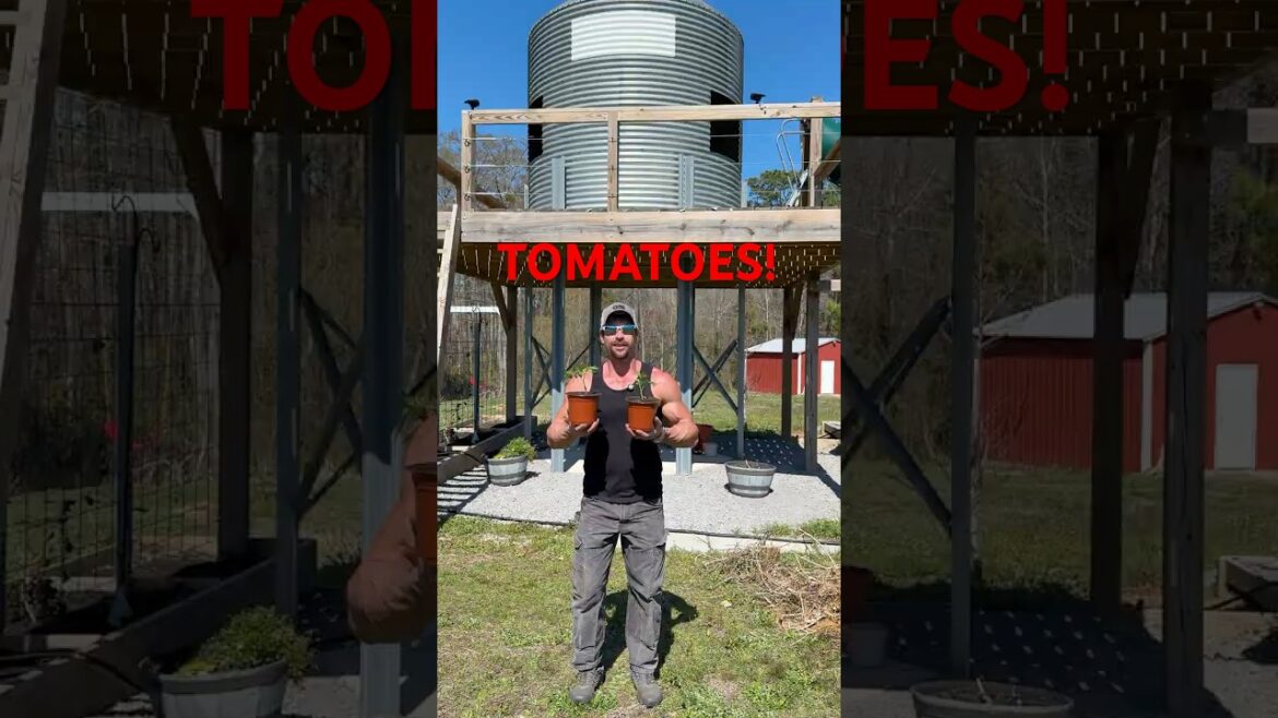 Repotting Tomatoes #garden #homestead #tomato #tomatoes