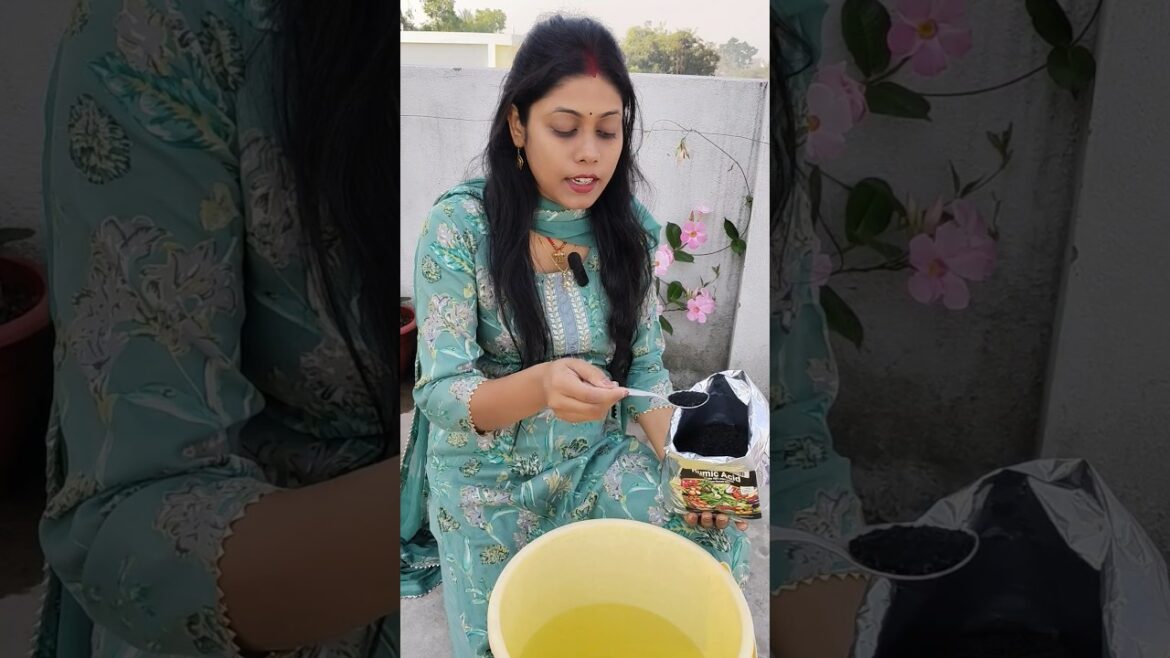 Magic of Humic acid in plants #shorts #ytshorts #terracegarden #garden #flowers #organicfertilizer