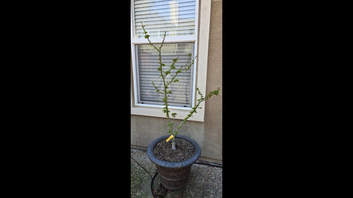 Acer palmatum 'Shishigashira' Lion's Head Japanese Maple - 2025 #japanesemaple #garden