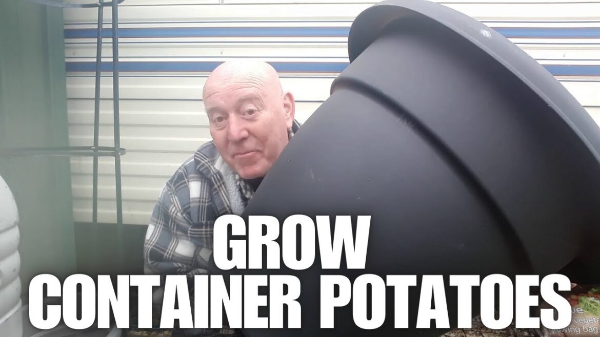 How To Grow Container Potatoes [Container Gardening ]