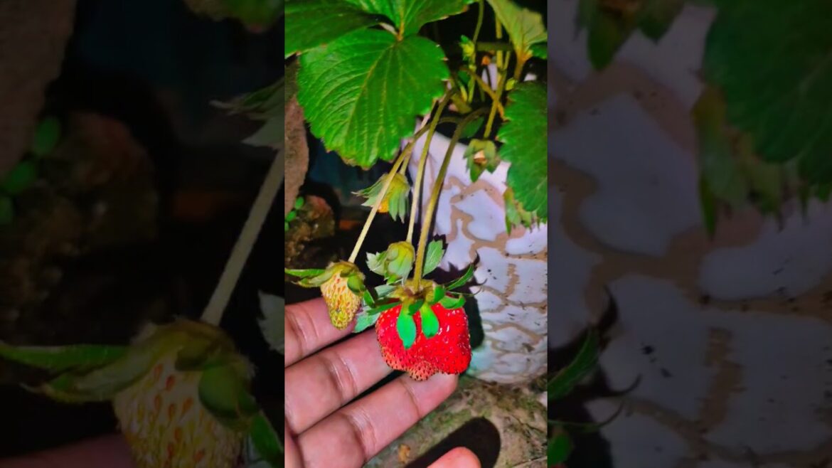 Strawberry ๐ at My Roof Garden ๐ฅน๐ฑ #gardening #shorts Strawberry ๐ at My Roof Garden ๐ฅน๐ฑ #gardening #shorts