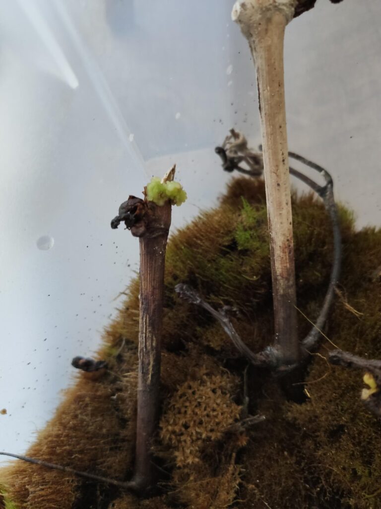 I just tried to root wine grapes, but some thing grew instead