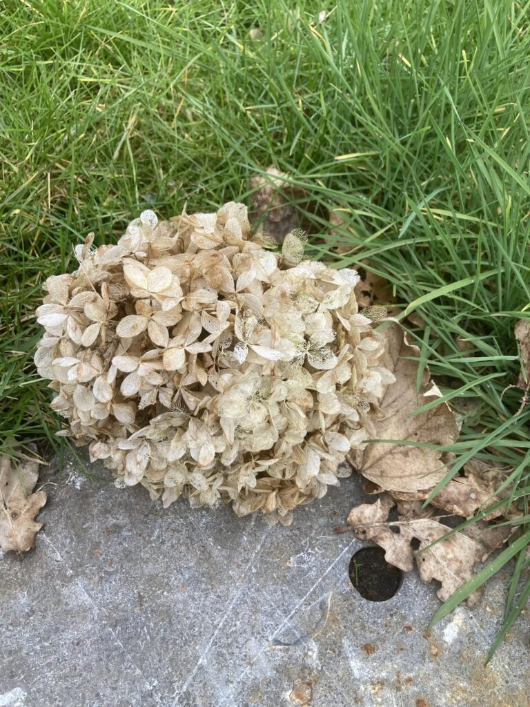 What’s this dried up plant?