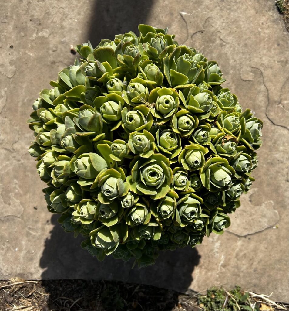 Another one of my original aeonium hybrids Another one of my original aeonium hybrids