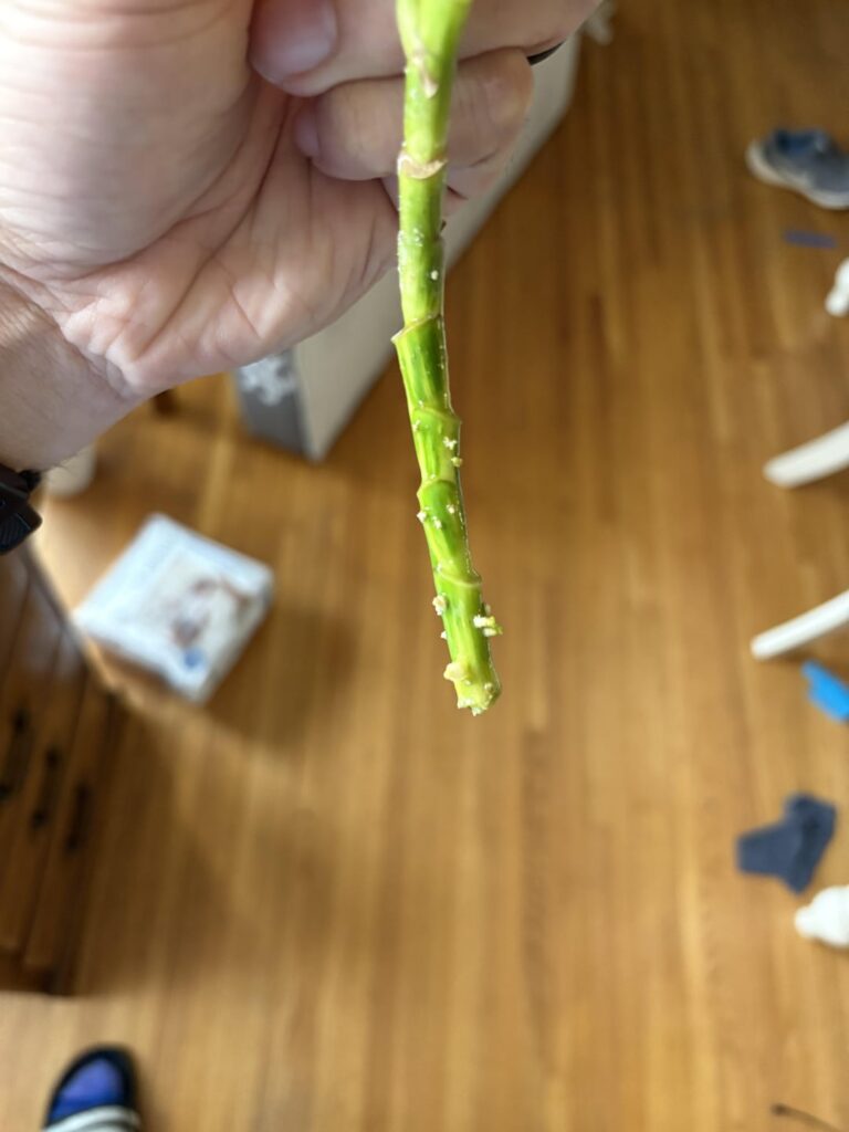 Umbrella tree prop