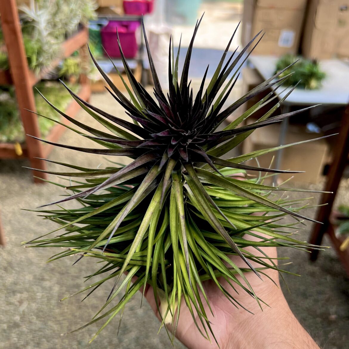 This montana variety blushes black when coming into bloom. Pretty rare to see.