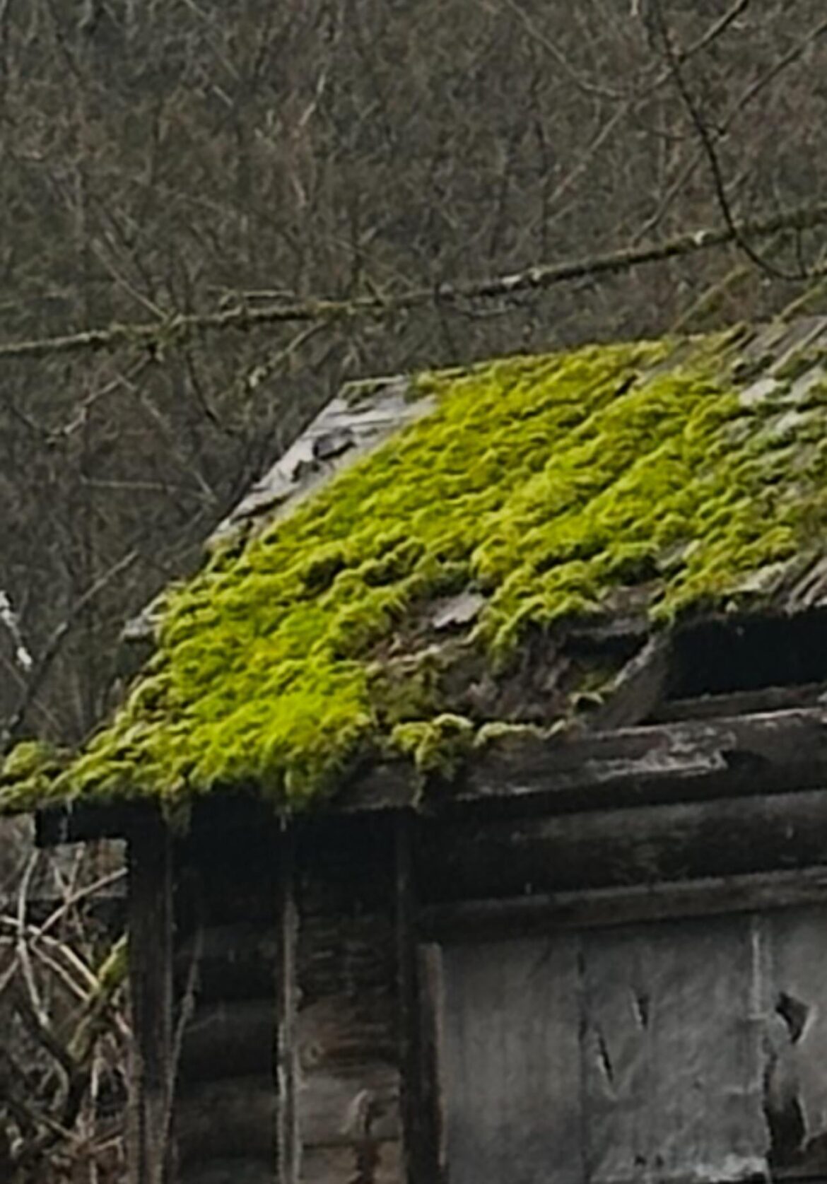 Moss…moss…MOSS… advice wanted