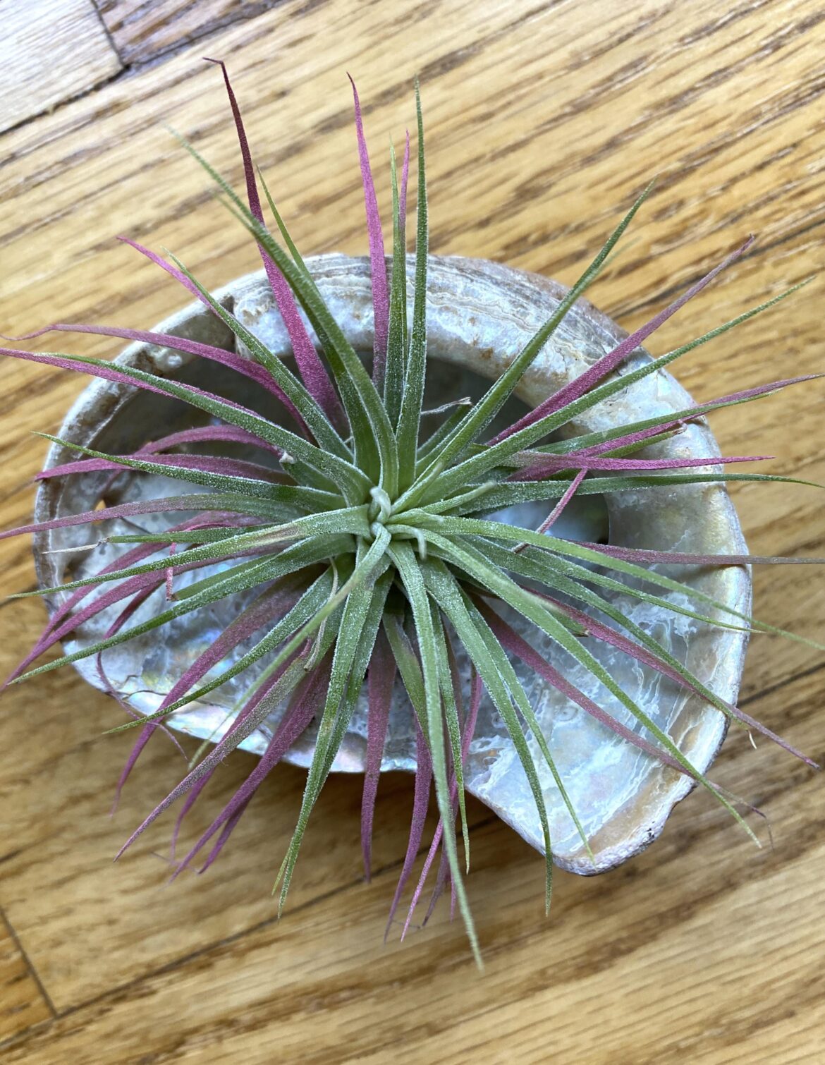 This Can’t Be Enhanced