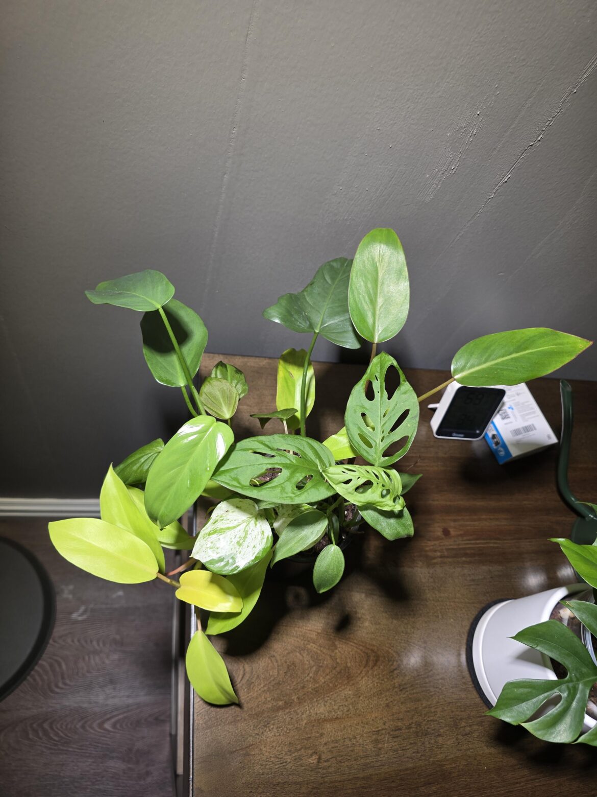 New plant dad, what all did I buy?