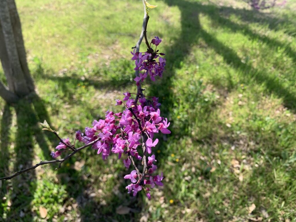 These are so pretty, what are they?