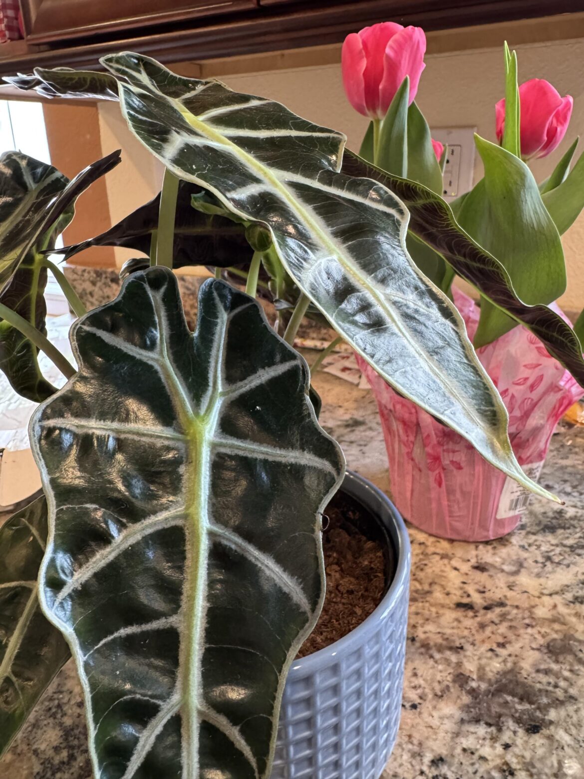 What kind of plant is this?