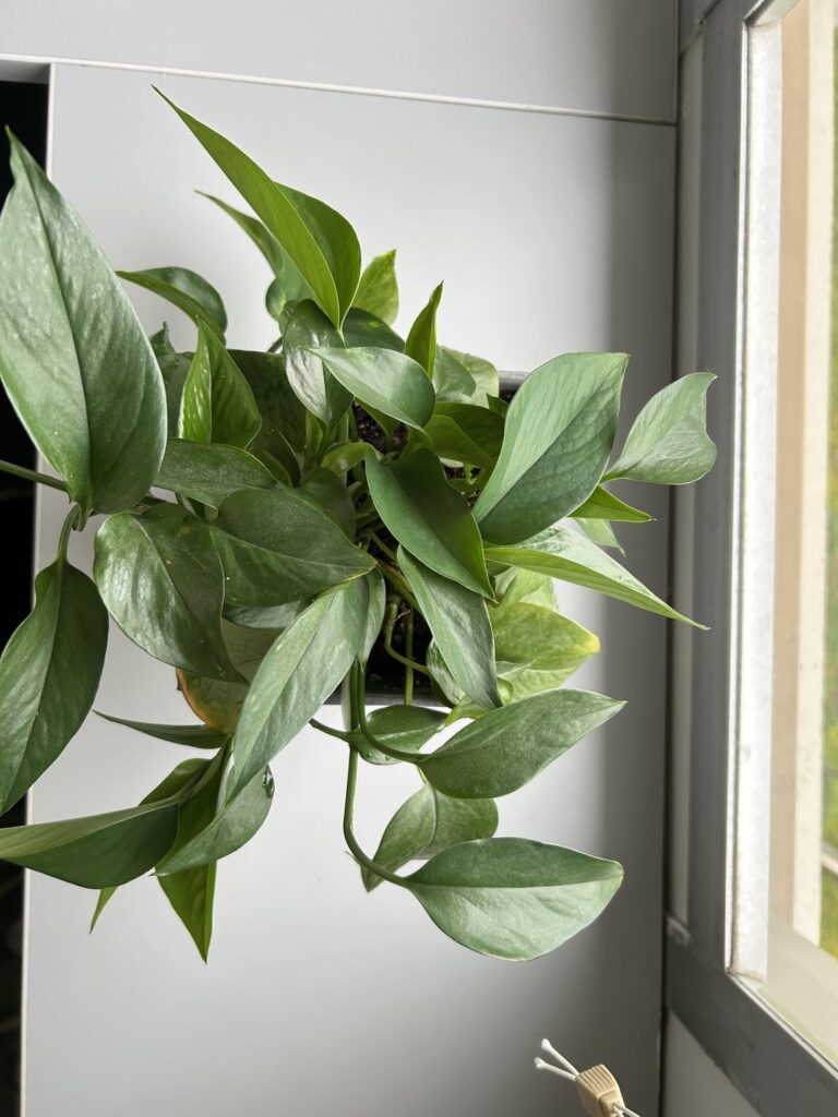 Help my pothos Help my pothos