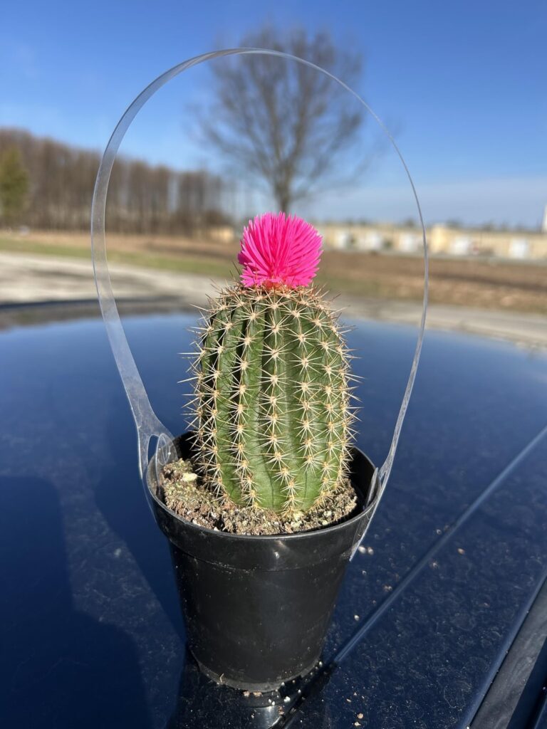 Is this a Trich Sun Goddess?
