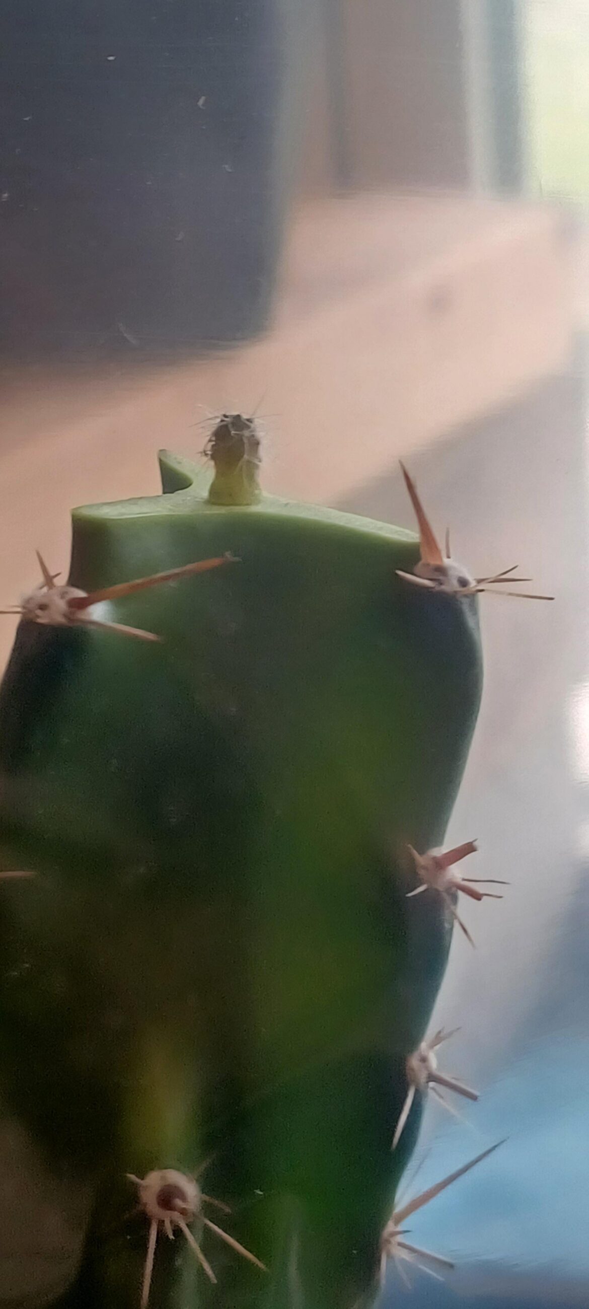 Downward pressure on seedling grafts?