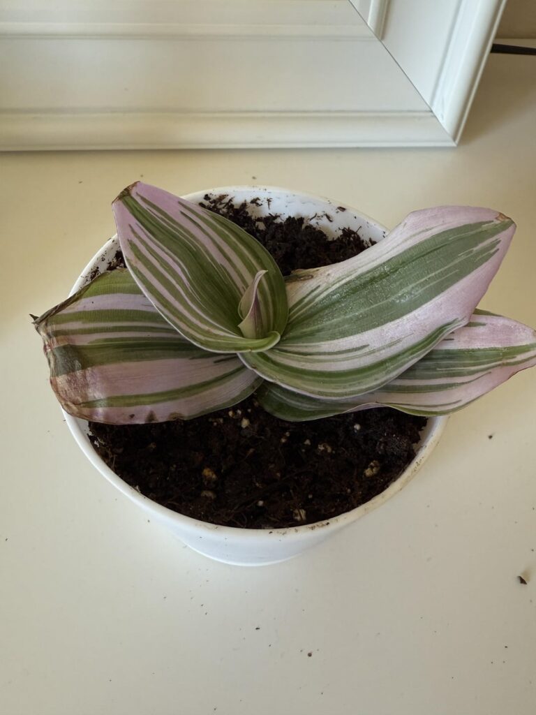 How to keep this tradescantia propagation alive? How to keep this tradescantia propagation alive?