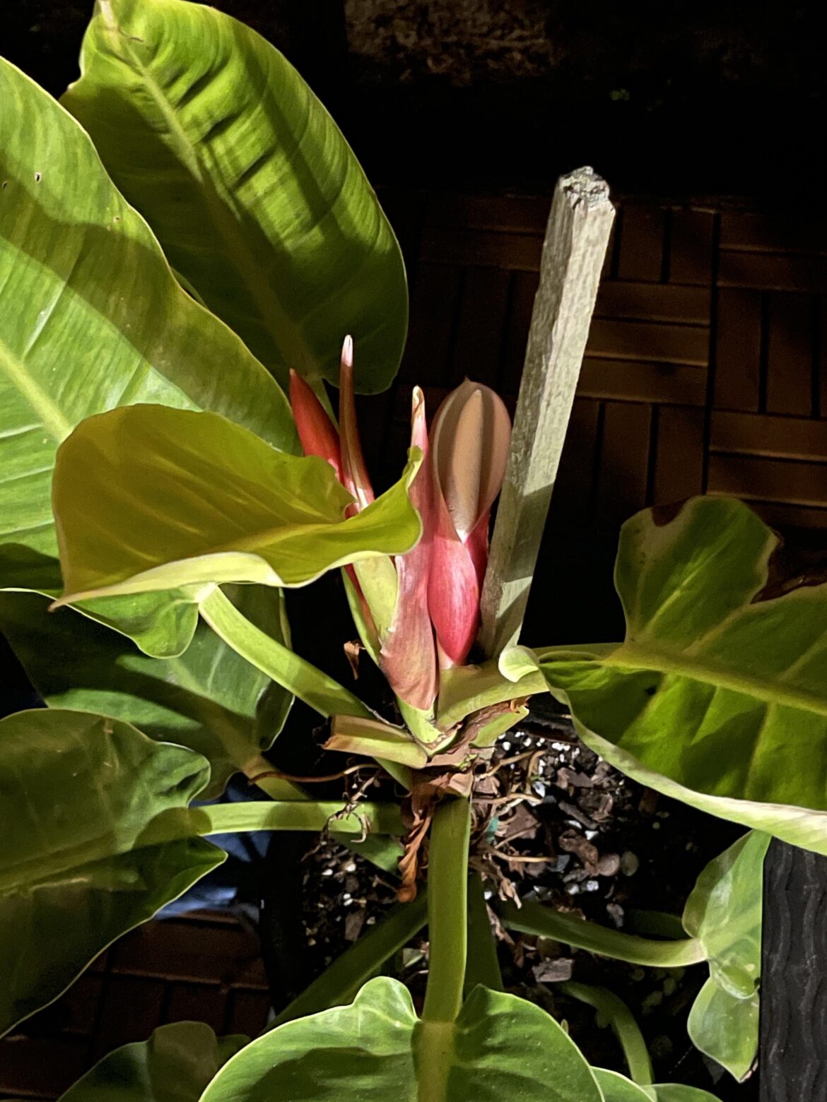 Philodendron Moonlight Flowering!