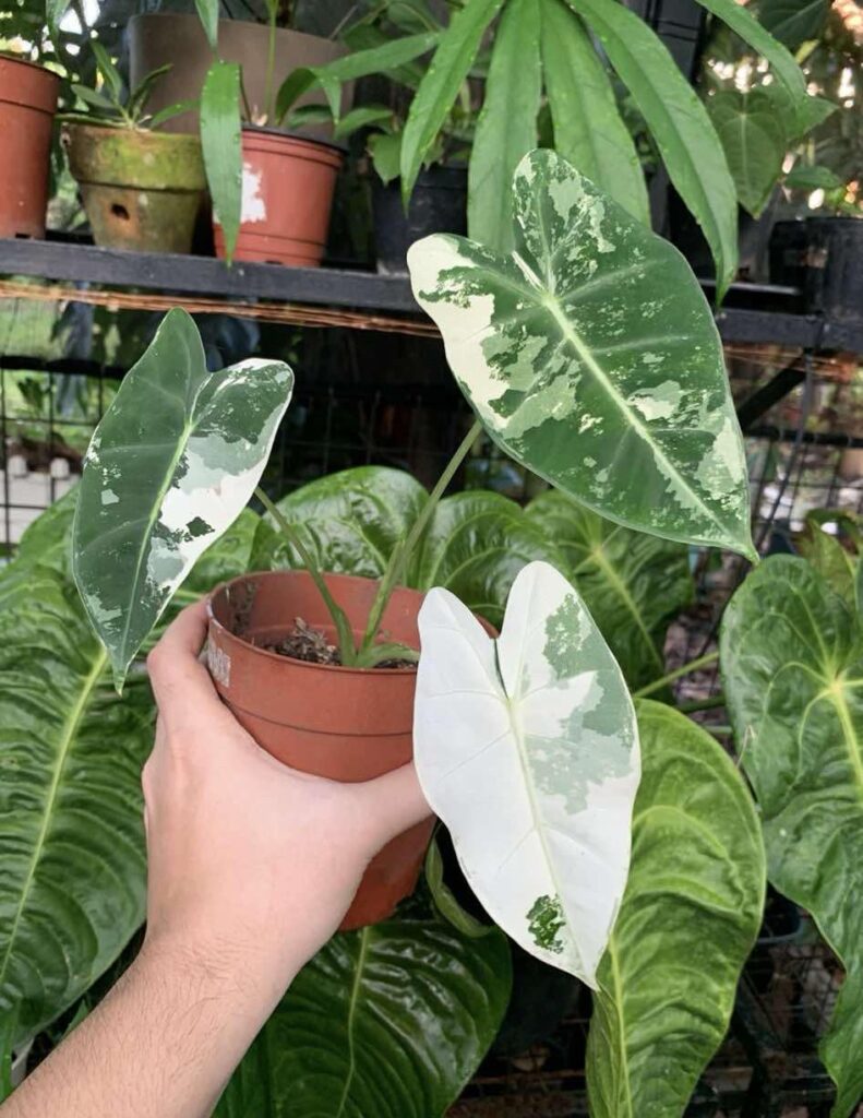 Alocasia Frydek