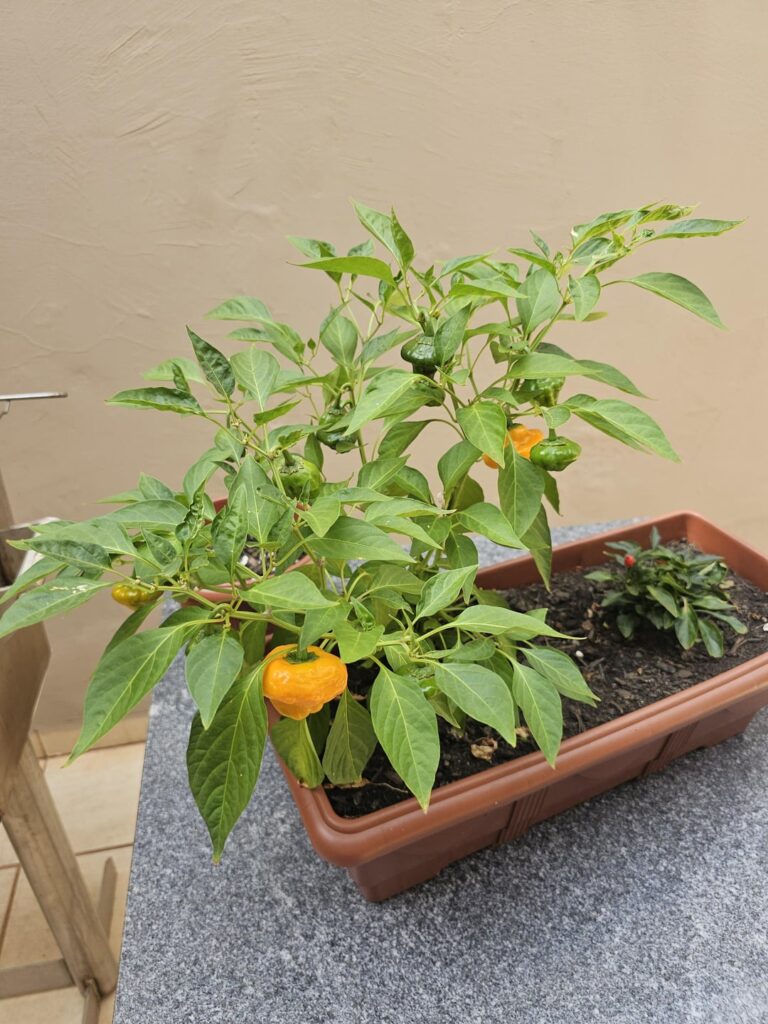 What pepper is this?