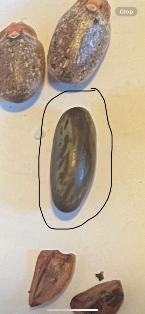 Caudex Seed Mix 100 day Update