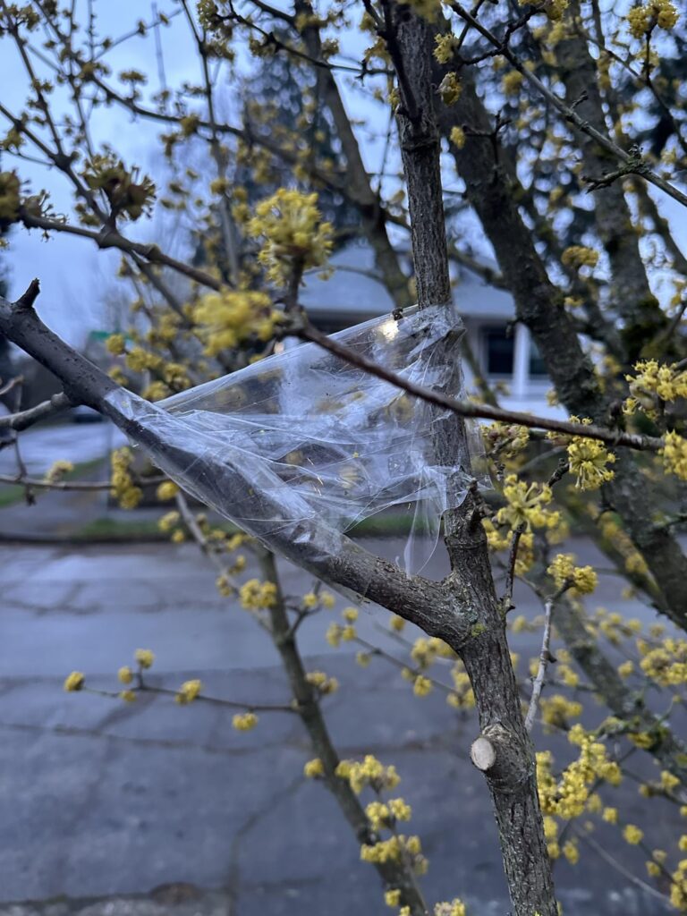 Grafting Italian plum into an ornamental plum