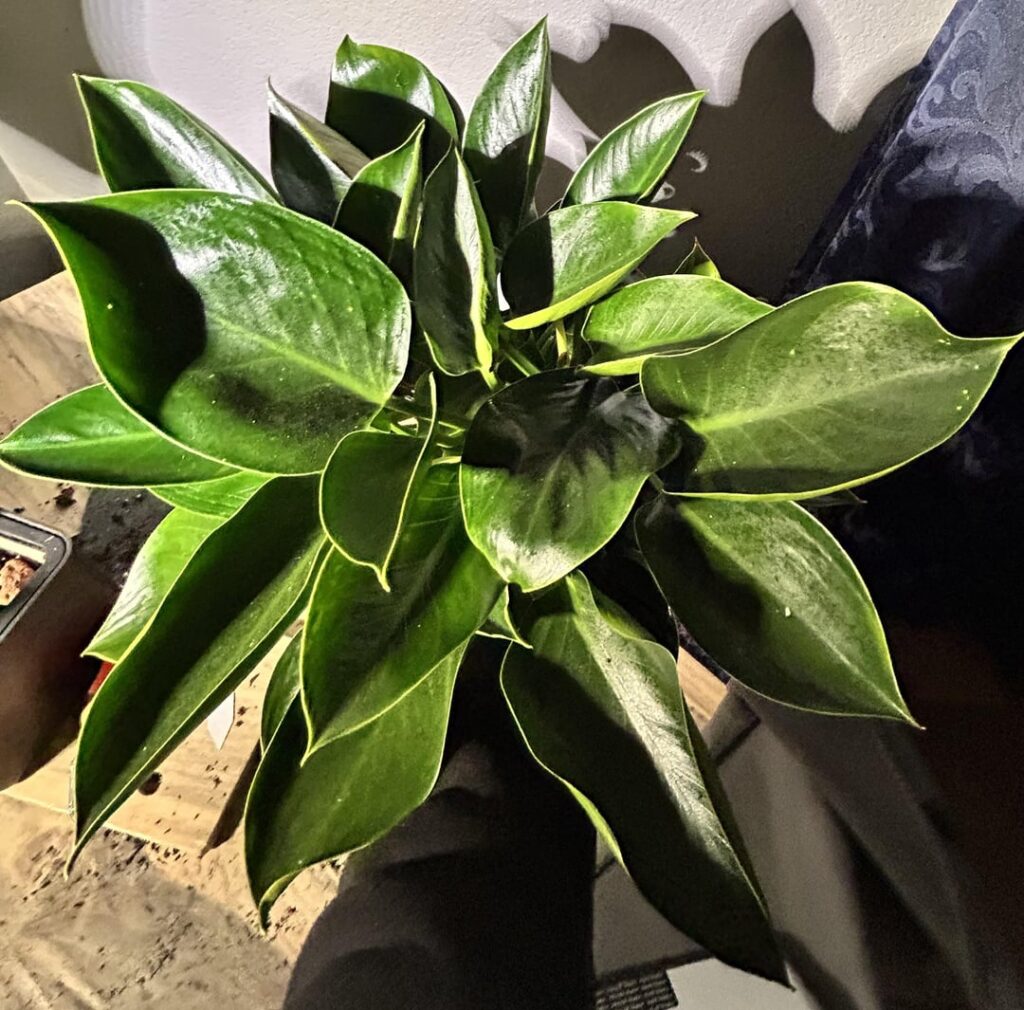 ID Please