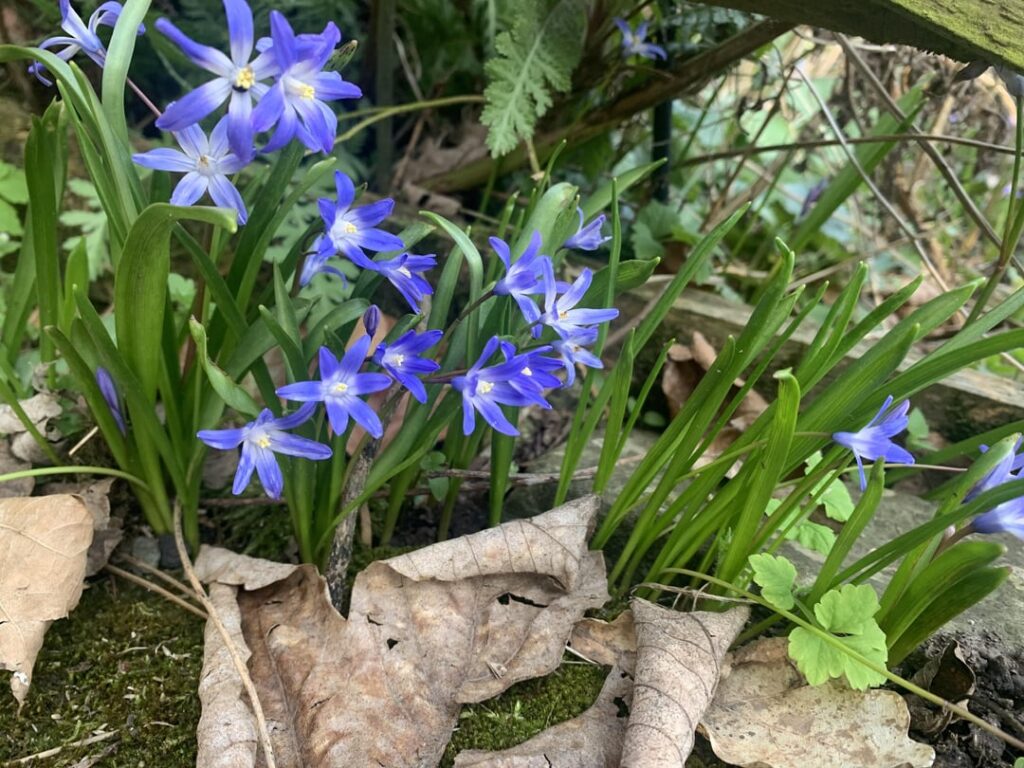 What’s this flower?