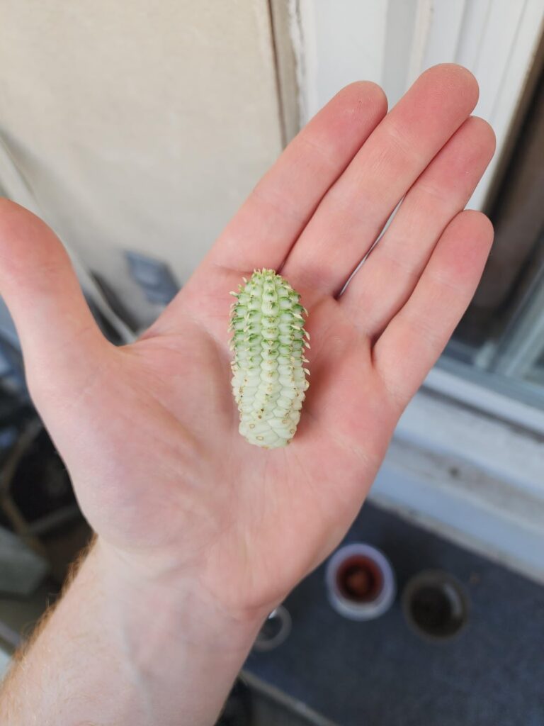 Picked up off the (home improvement store) greenhouse floor