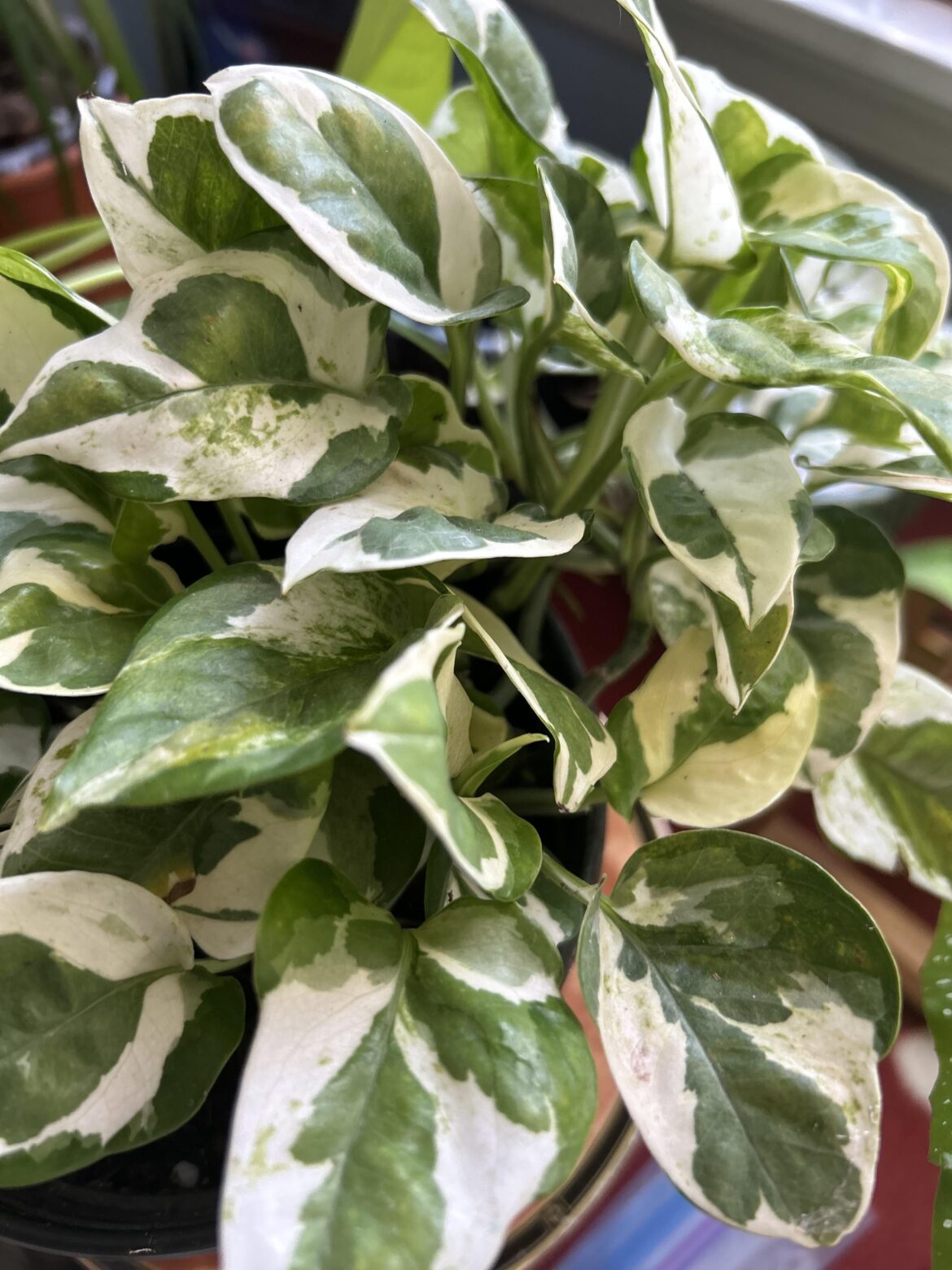 Purchased as an N’Joy
