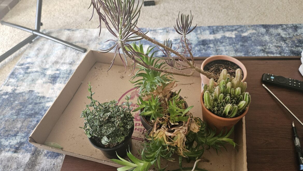 Inherited a coworker's plants. What are they, and how do I save the rough looking ones