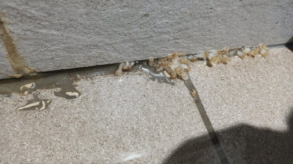 idek if this is a plant but it disgusts me 🤢