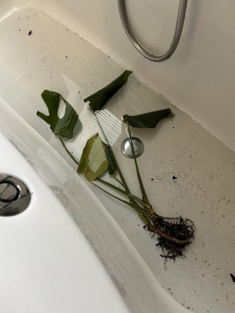 Sad Monstera made a comeback Sad Monstera made a comeback