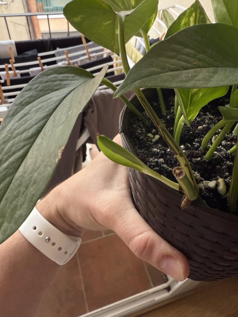 Does this brown “burn” mean that my new leaf will stop growing?