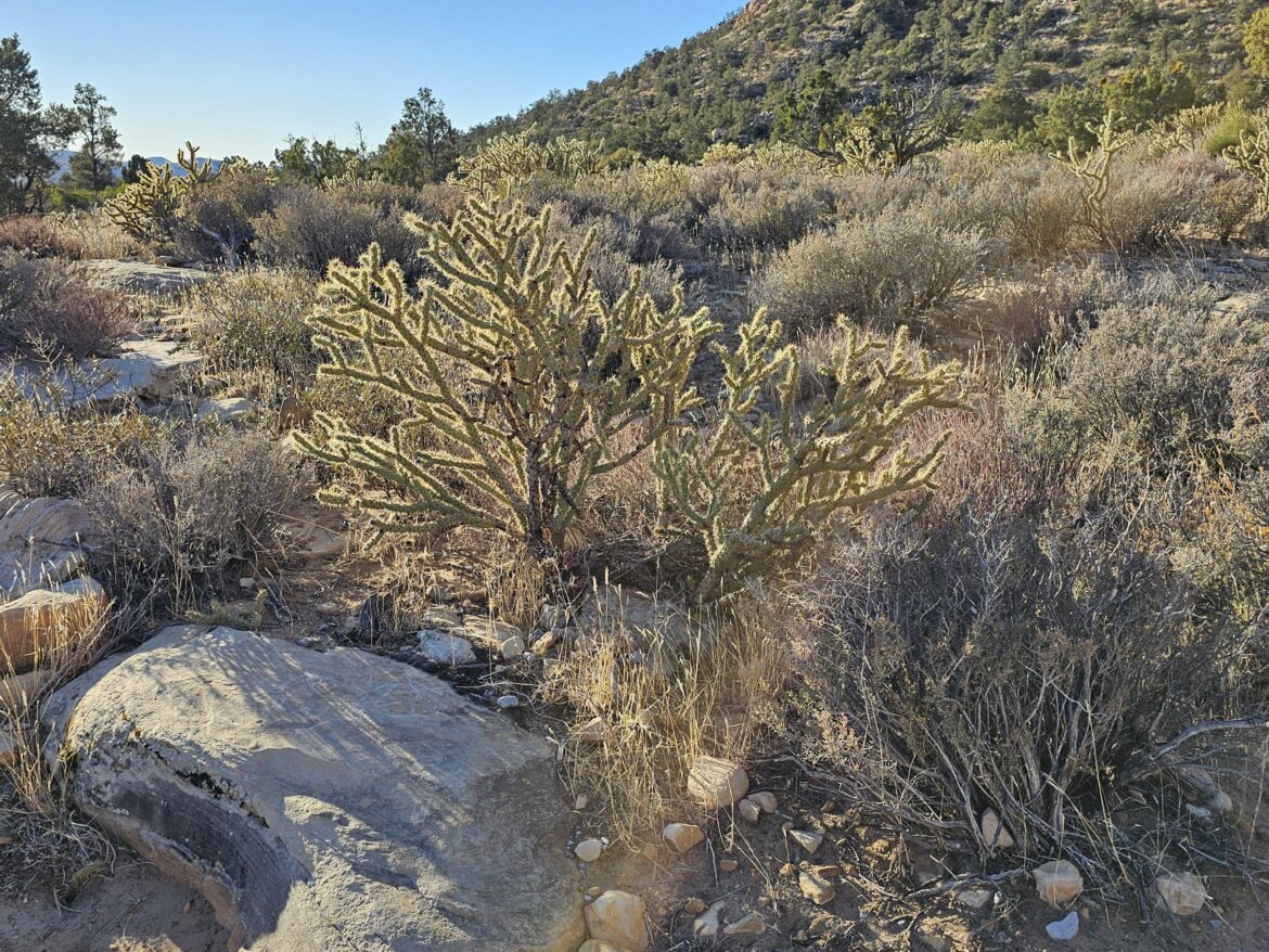 Who's spike did I smuggle home in my finger?