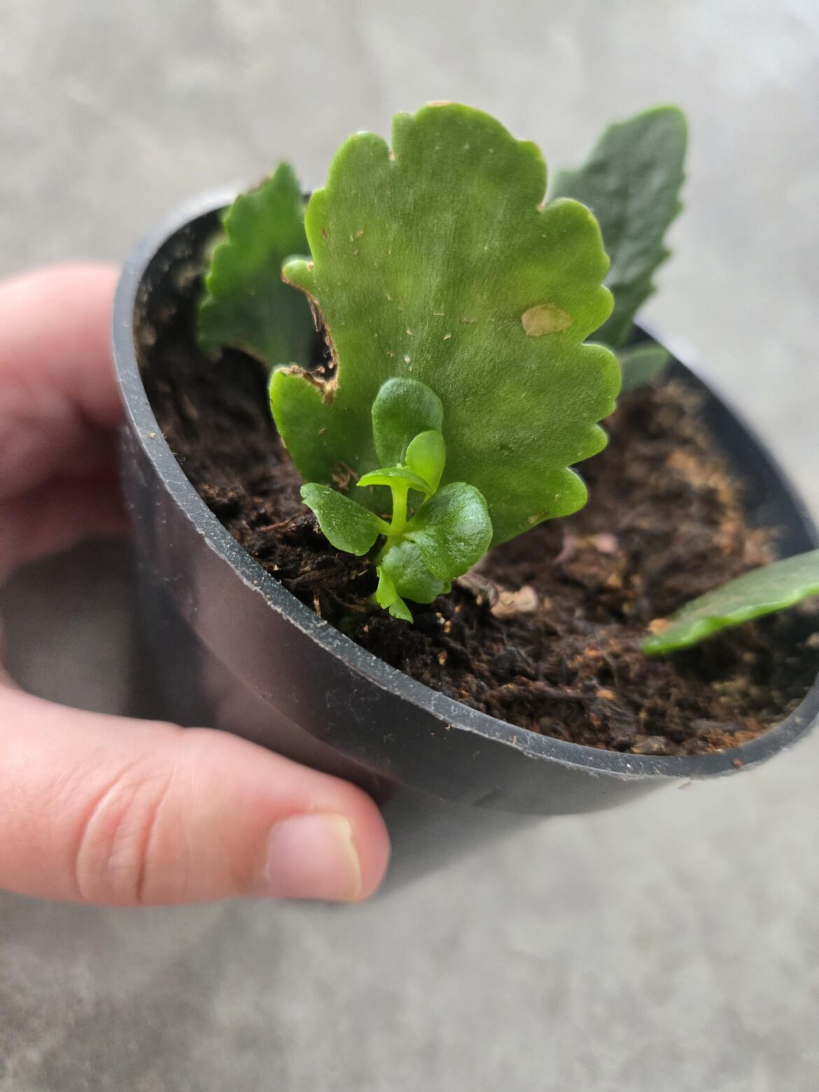 Kalanchoe blossfeldiana leaf cutting : the reward of patience!