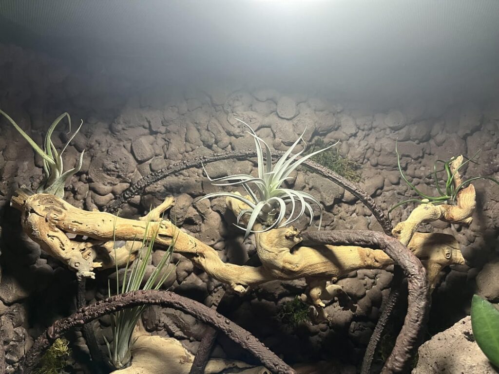 How to go about watering air plants in a terrarium? How to go about watering air plants in a terrarium?