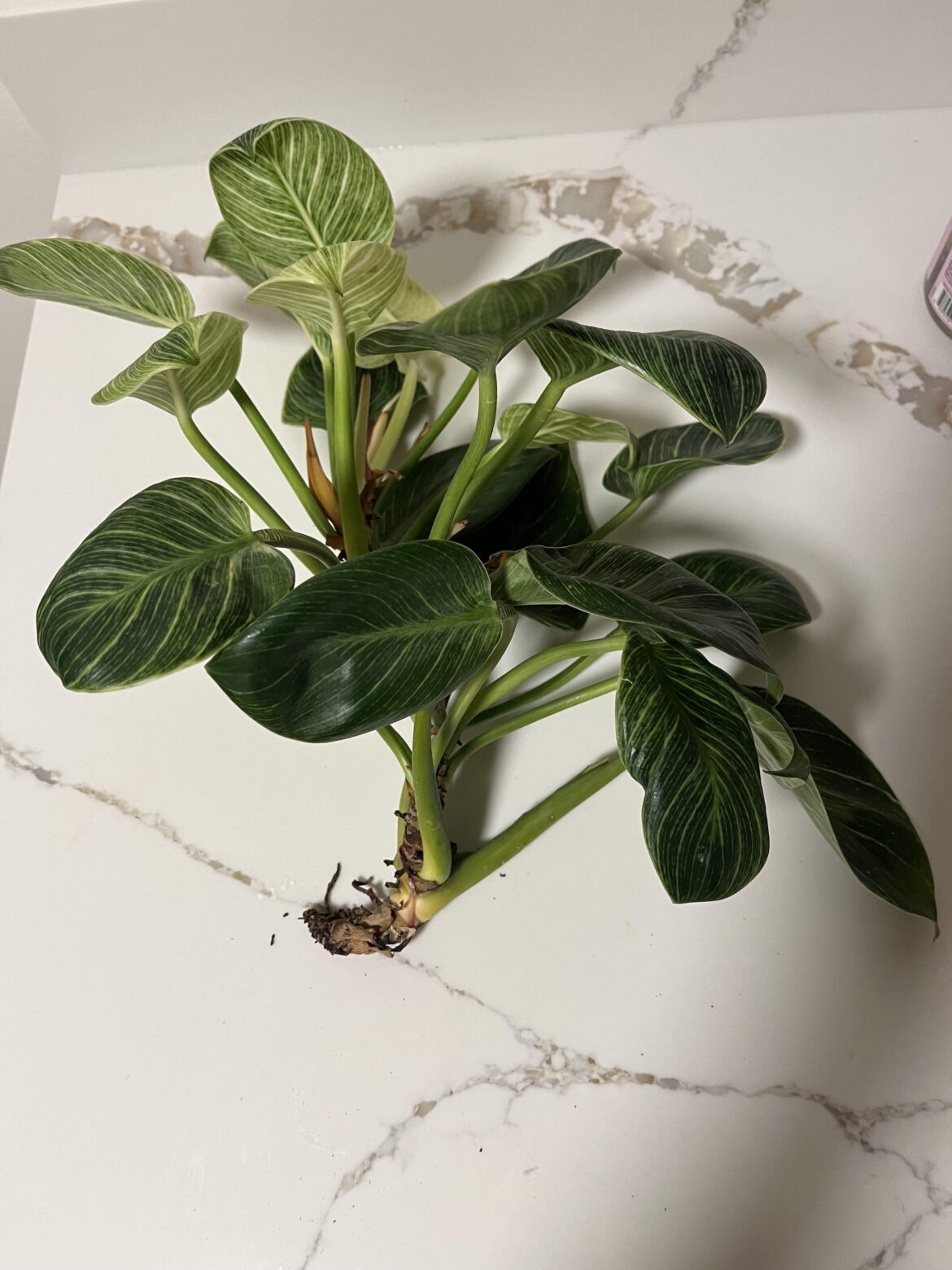 This guy fell off while moving- what to do next??