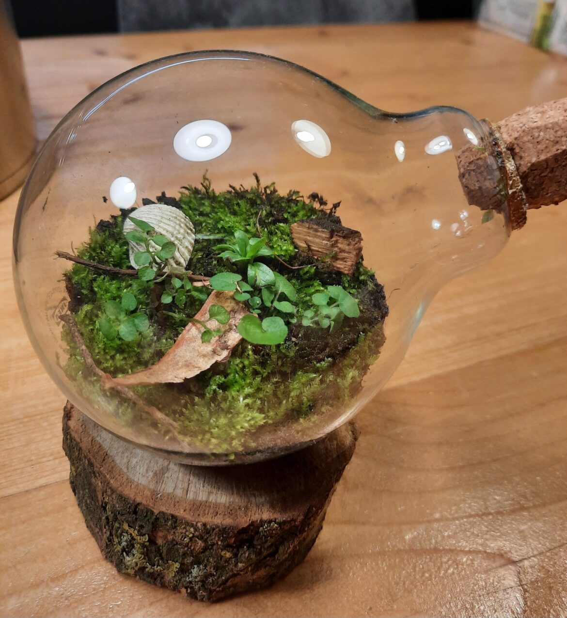 Light bulb-arium