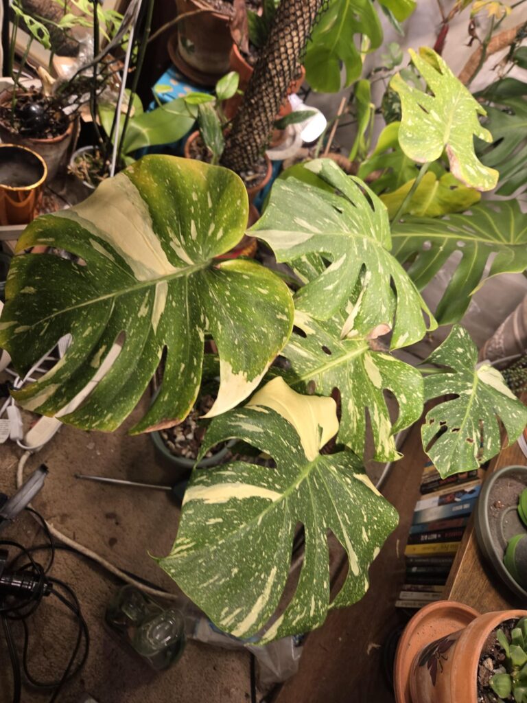 So- all these images are to try to give u a full view of my first rare Monstera (it was rare when I got it... just didn't get it to grow for a year... meh)