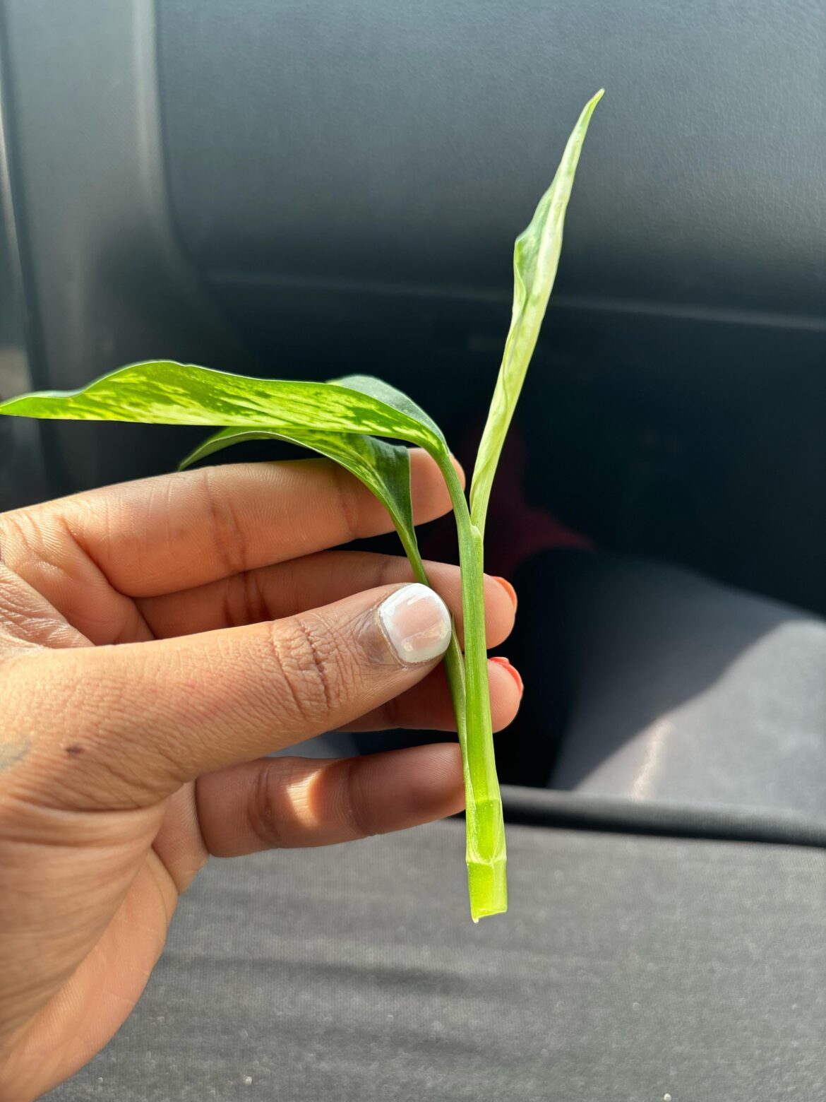 Will this prop?