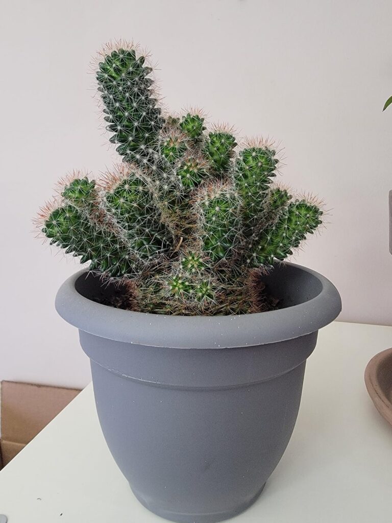 Help with first-time cactus prop.