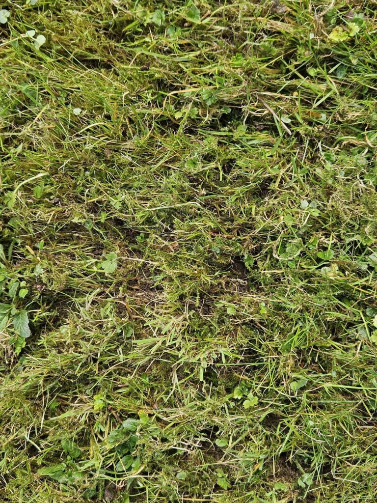 How do I fix this moss and weeds (UK)?